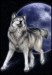 šedý vlk